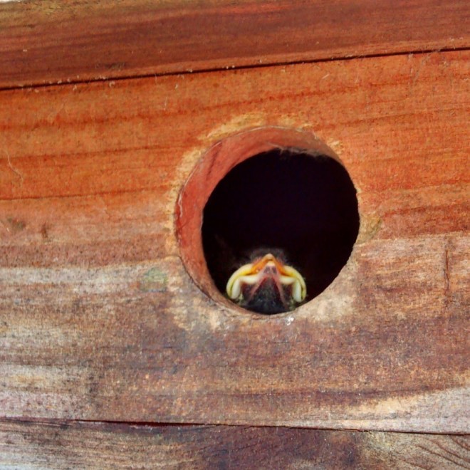 Last Years Blue Tits