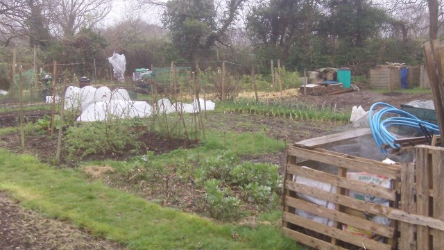 Looking back across a wet allotment