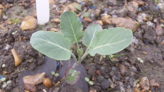 One of the young brassica plants