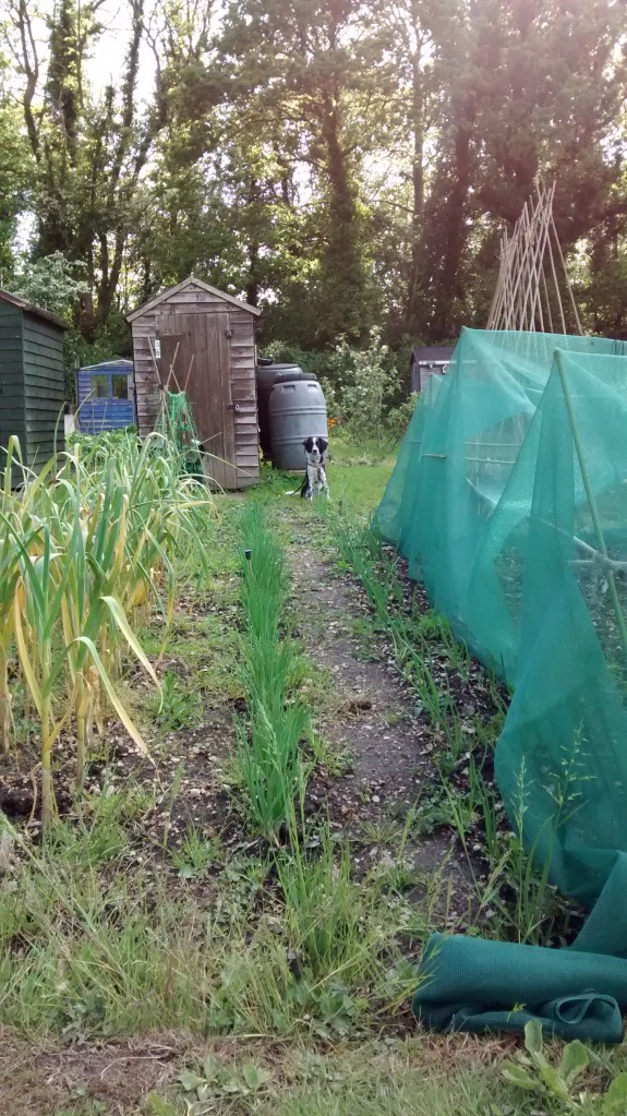 Ruby keeping an eye on proceedings