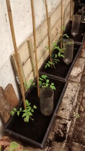 Tomatoes Ready To Go