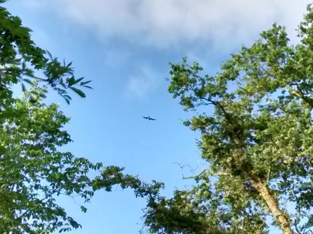 IMG_20150804_075150511_HDR