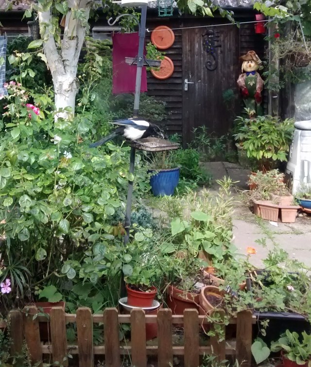 IMG_20150907_151909086