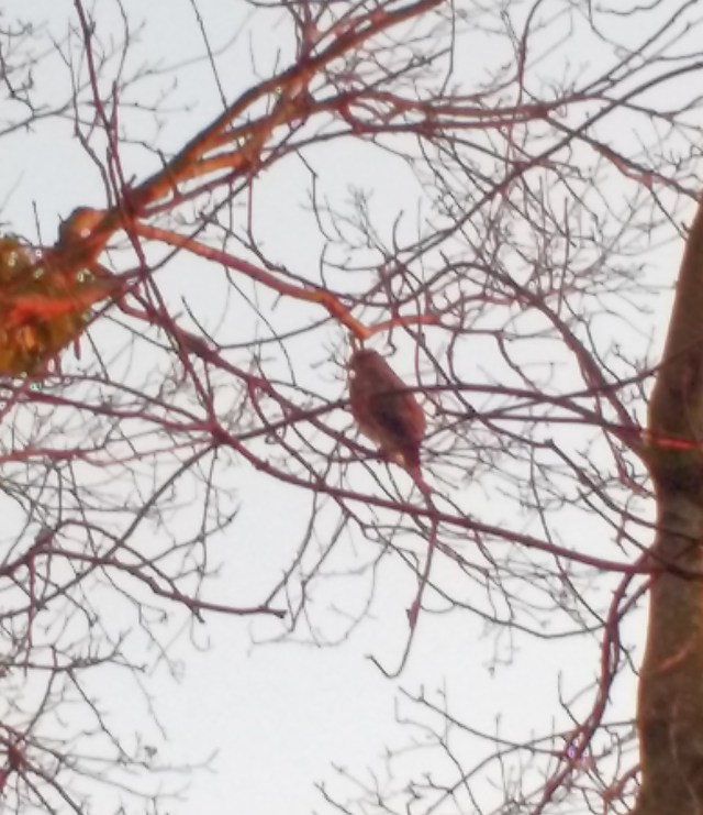 IMG_20160120_081931135