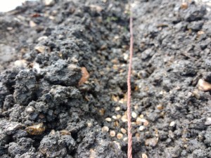 IMG_20160409_093250081